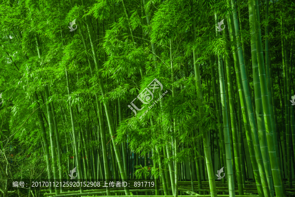 竹林素材,竹林背景,竹林高清