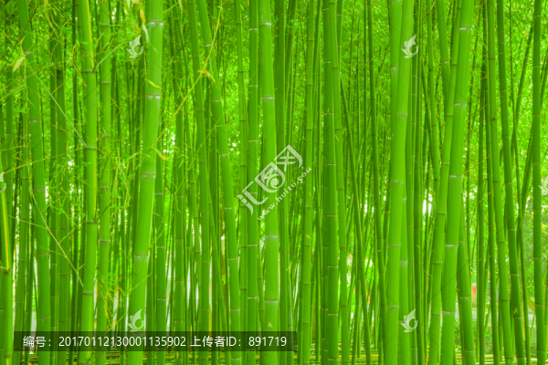 竹林素材,竹林背景,竹林高清