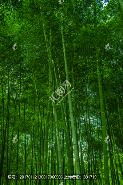 竹林素材,竹林背景,竹林高清
