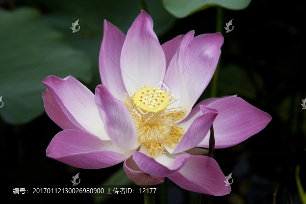 荷花