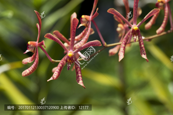 蘭花