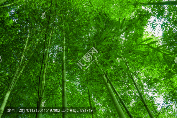 竹林素材,竹林背景,竹林高清