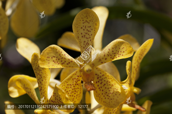 蘭花