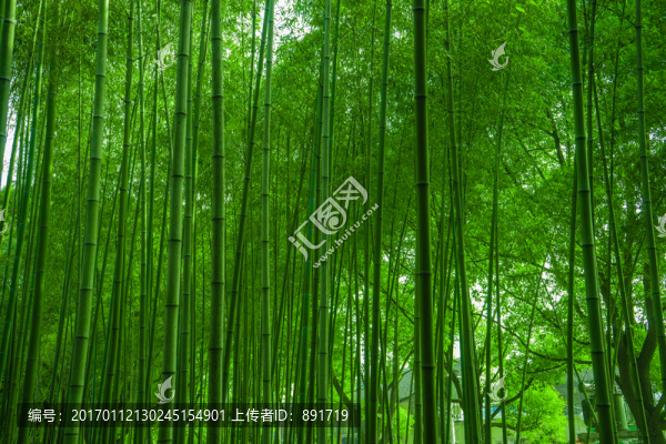 竹林素材,竹林背景,竹林高清