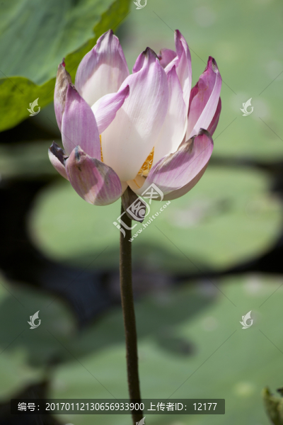 荷花