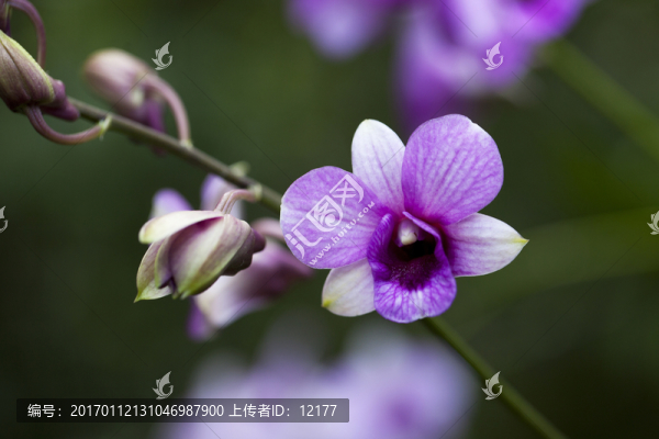 蘭花