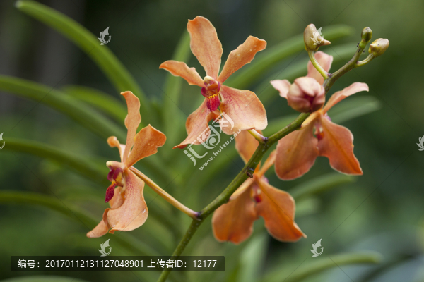 蘭花
