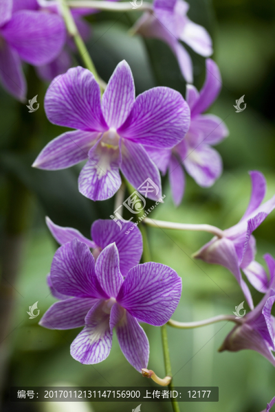 蘭花