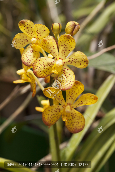 蘭花