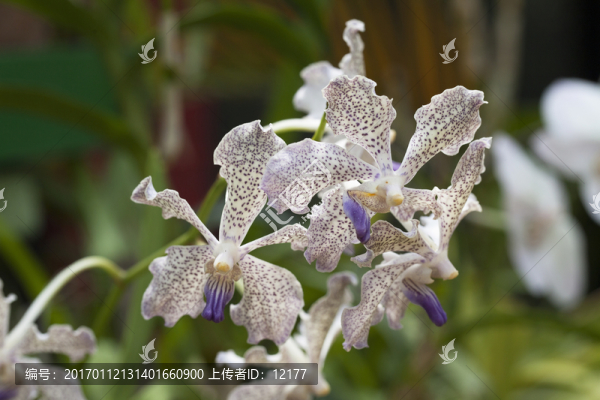 蘭花