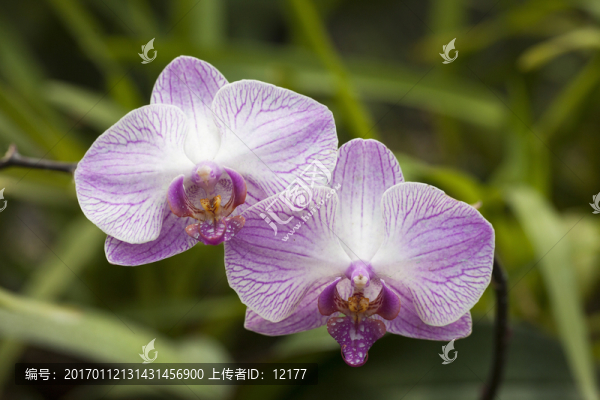 蘭花