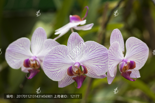 蘭花