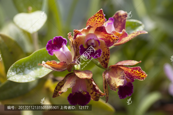 蘭花