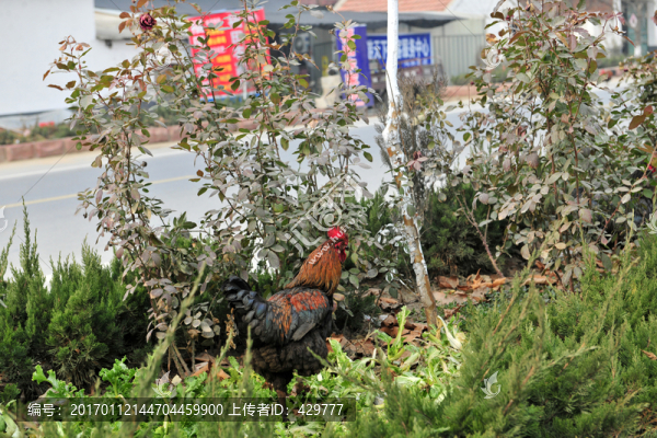 散養(yǎng)雞,,農(nóng)家雞