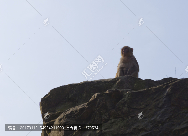 張家界,武陵源,著名景點,猴子