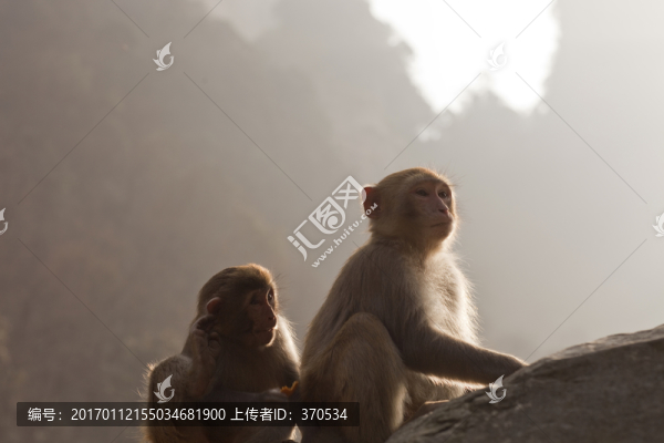 張家界,武陵源,著名景點(diǎn),猴子
