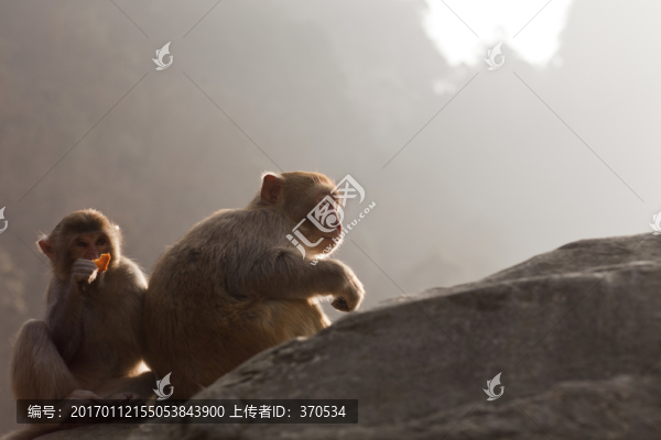 張家界,武陵源,著名景點(diǎn),猴子