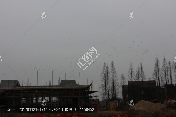 冬日飛鳥成為一景,（2）