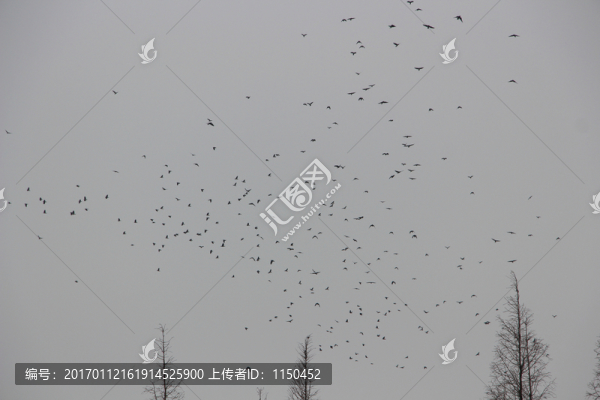 冬日飛鳥成為一景,（4）