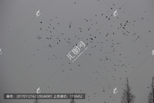 冬日飛鳥成為一景(10)-匯圖網(wǎng) www.fosd68.com 冬日飛鳥成為一景(10)