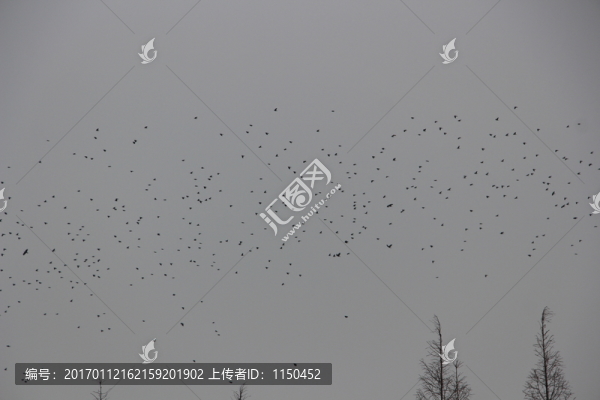 冬日飛鳥成為一景,（17）