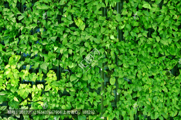 綠色植物墻