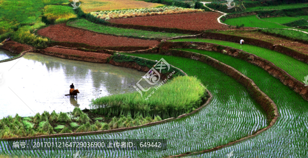 田園,農忙,春種,插秧,梯田