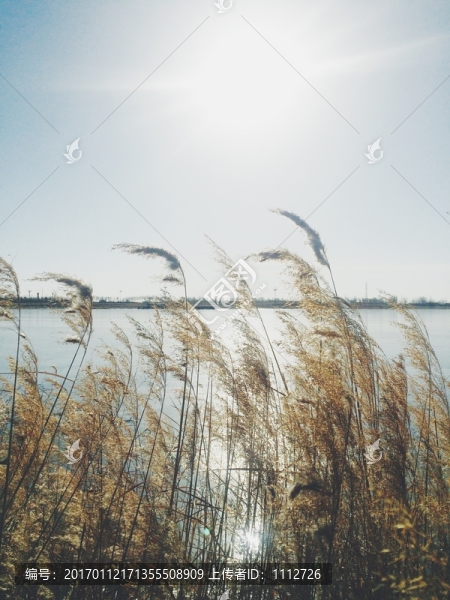 濕地,蘆葦