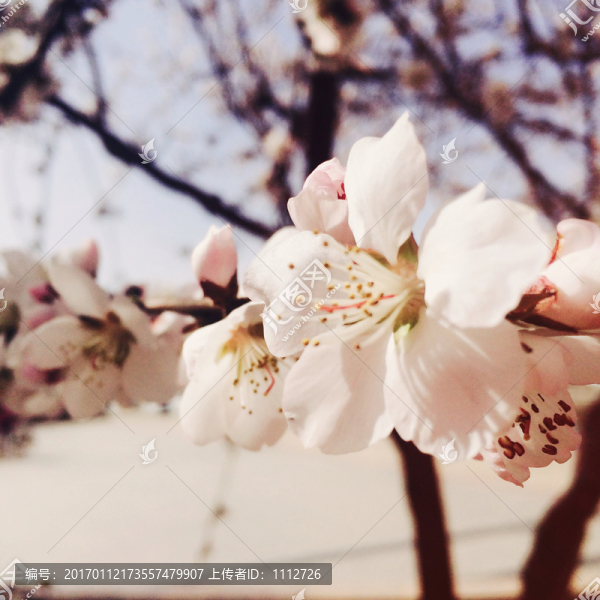 春日桃花