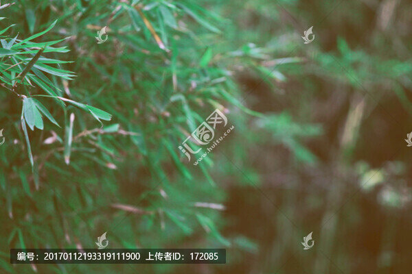 翠竹