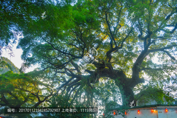 旅游景區(qū)參天大樹