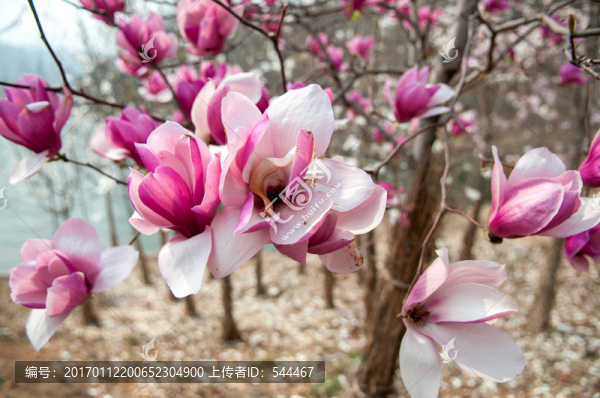 玉蘭花