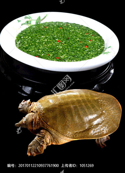 泉水甲魚-匯圖網(wǎng) www.fosd68.com 泉水甲魚