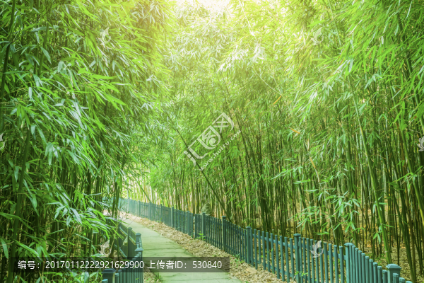 竹林竹子