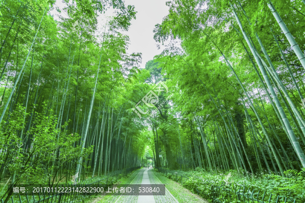 竹子竹林