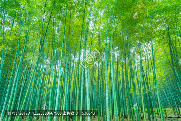 竹子竹林