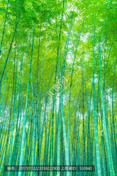 竹子竹林