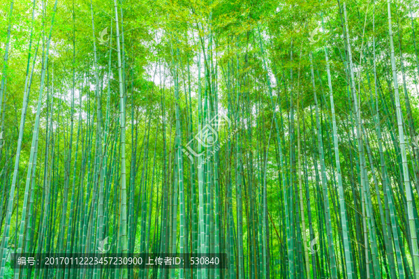 竹子竹林