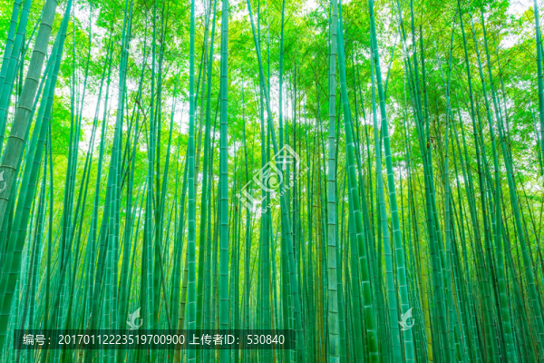 竹子竹林