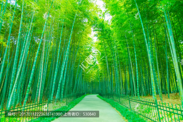 竹子竹林