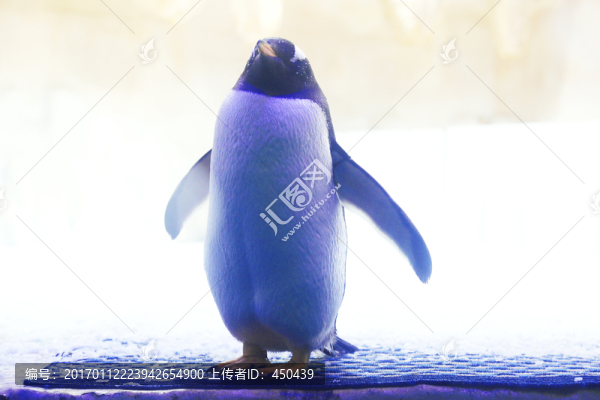 企鵝