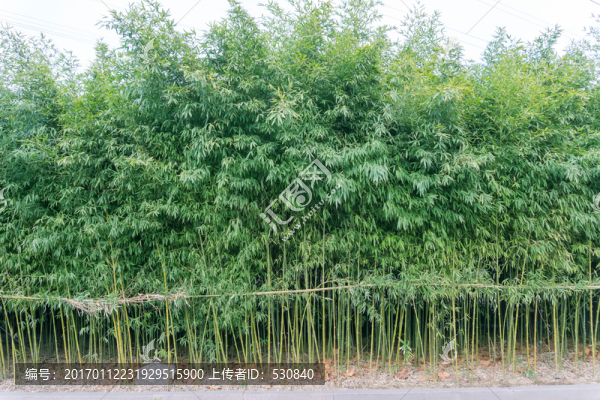 竹子竹林