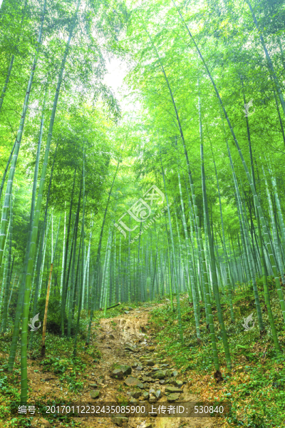 竹子竹林