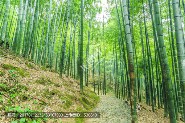 竹子竹林