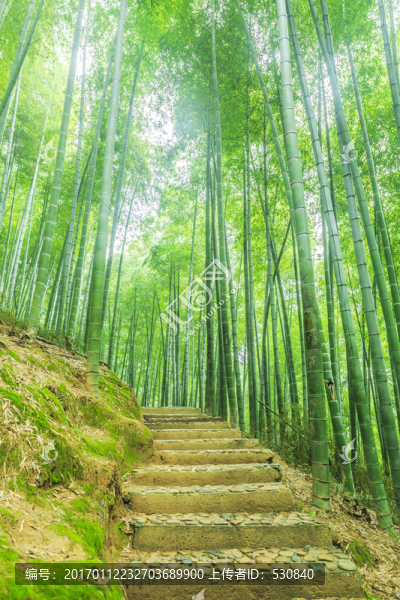 竹子竹林