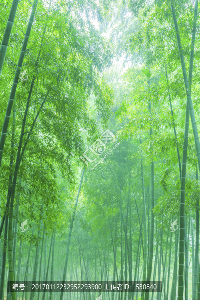 竹子竹林