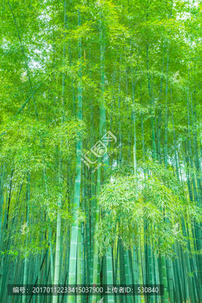 竹林竹子