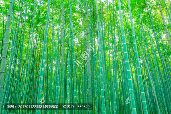 竹林竹子