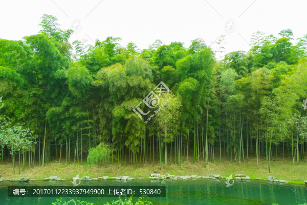 竹子竹林