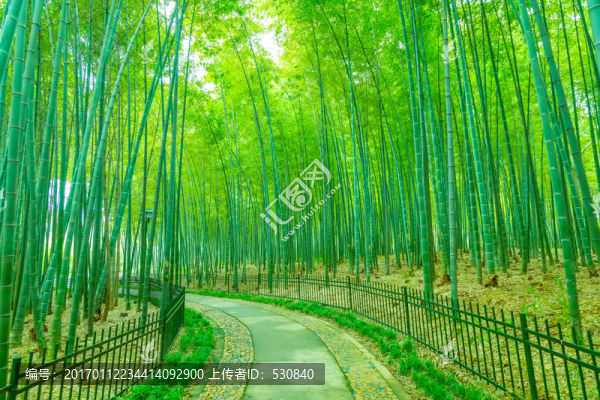 竹子竹林